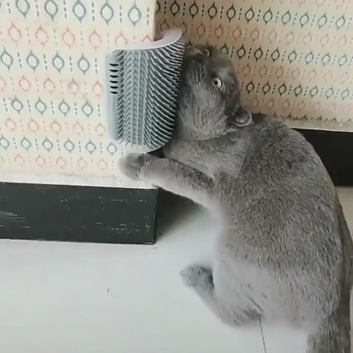 Pet Wall Massager